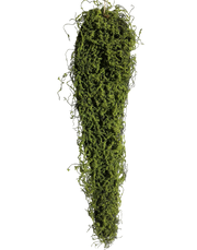Hanging Moss Bark