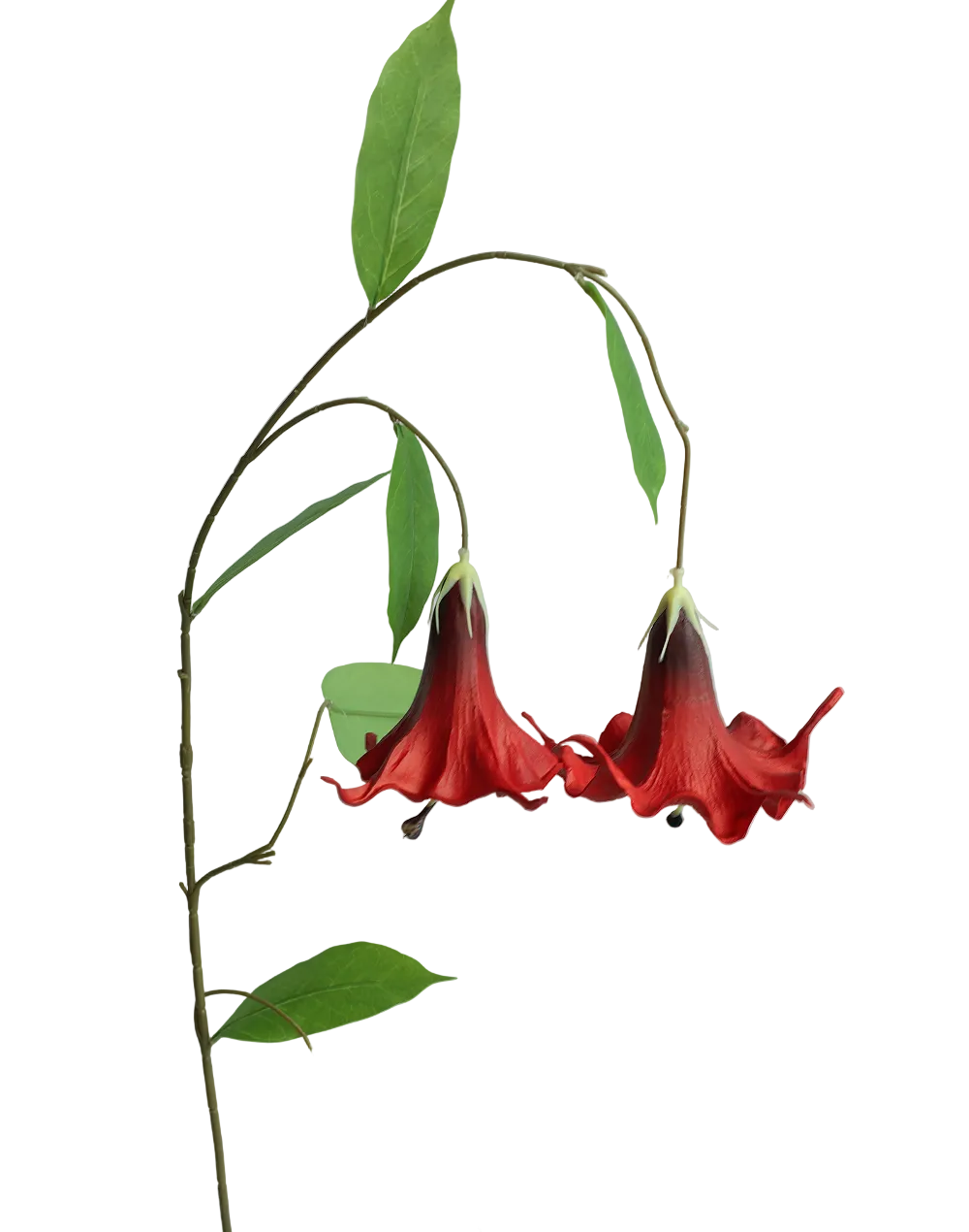 Angel's Trumpet | Available in 6 Colors