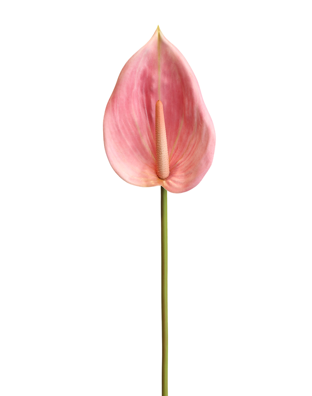 Anthurium Real Look | Available in 7 Colors
