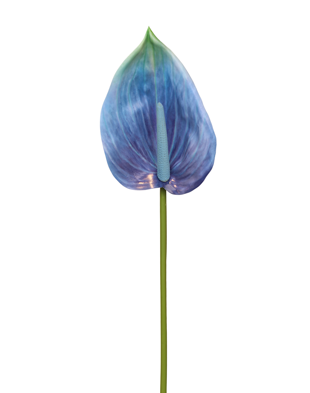 Anthurium Real Look | Available in 7 Colors