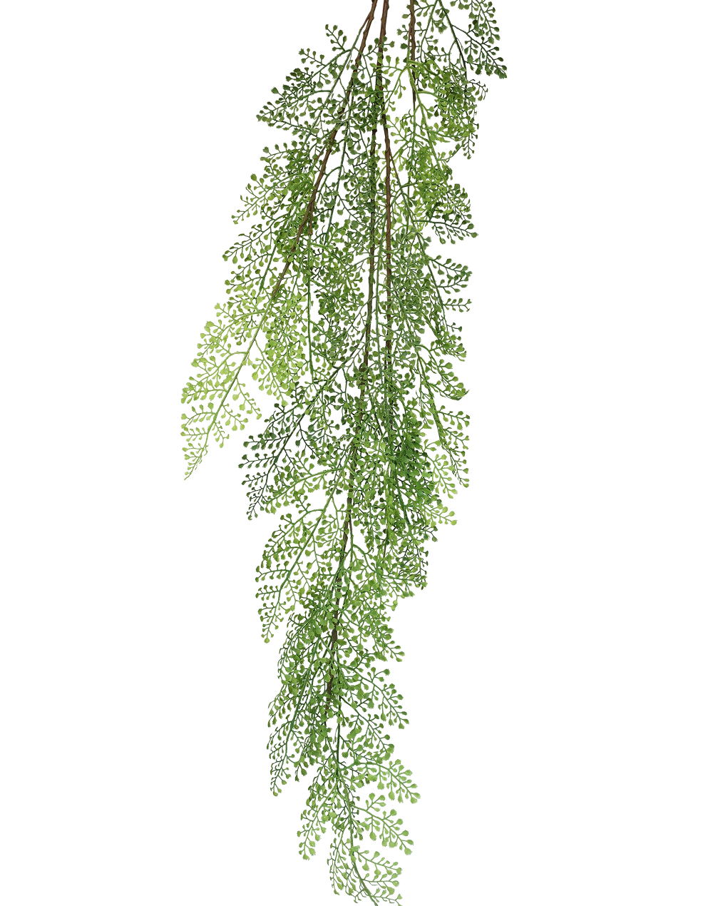 Asparagus Fern Spray