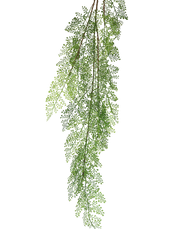 Asparagus Fern Spray
