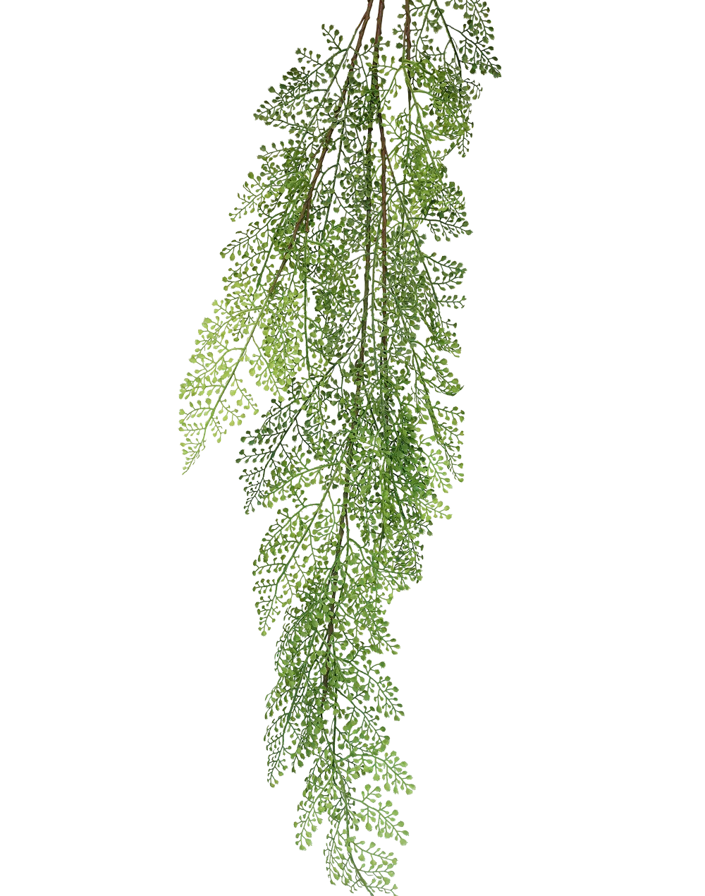 Asparagus Fern Spray