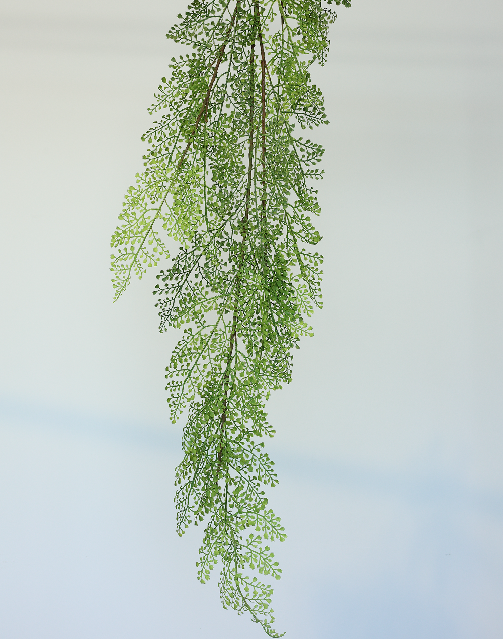 Asparagus Fern Spray