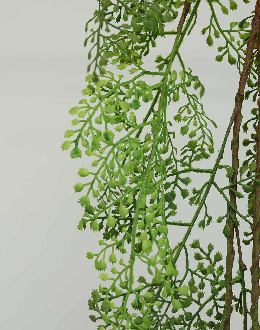 Asparagus Fern Spray