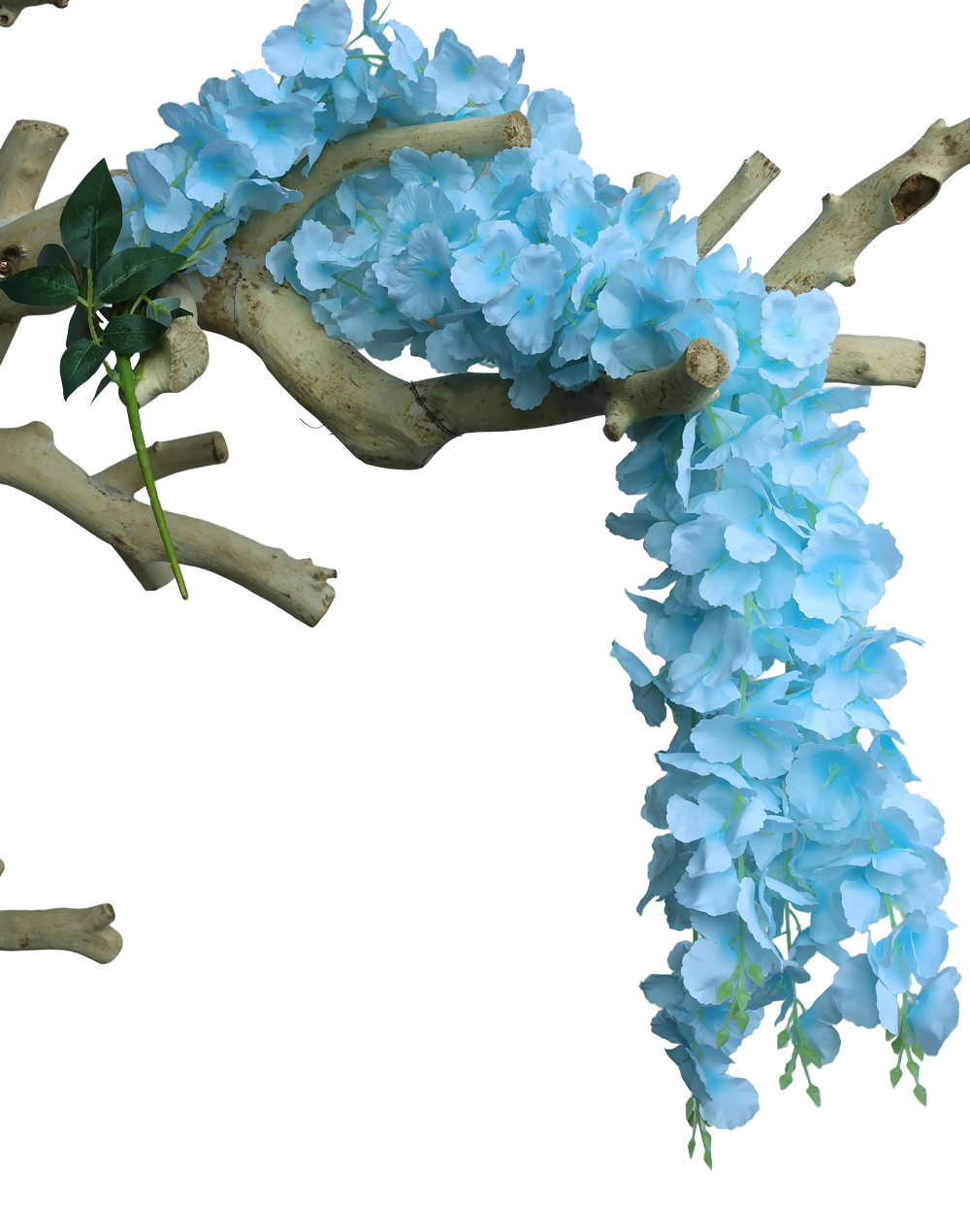 Baby Blue Wisteria- 50"