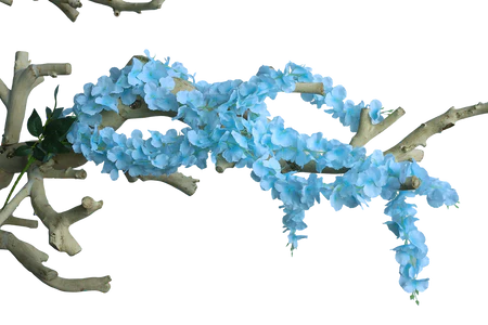 Baby Blue Wisteria- 50"