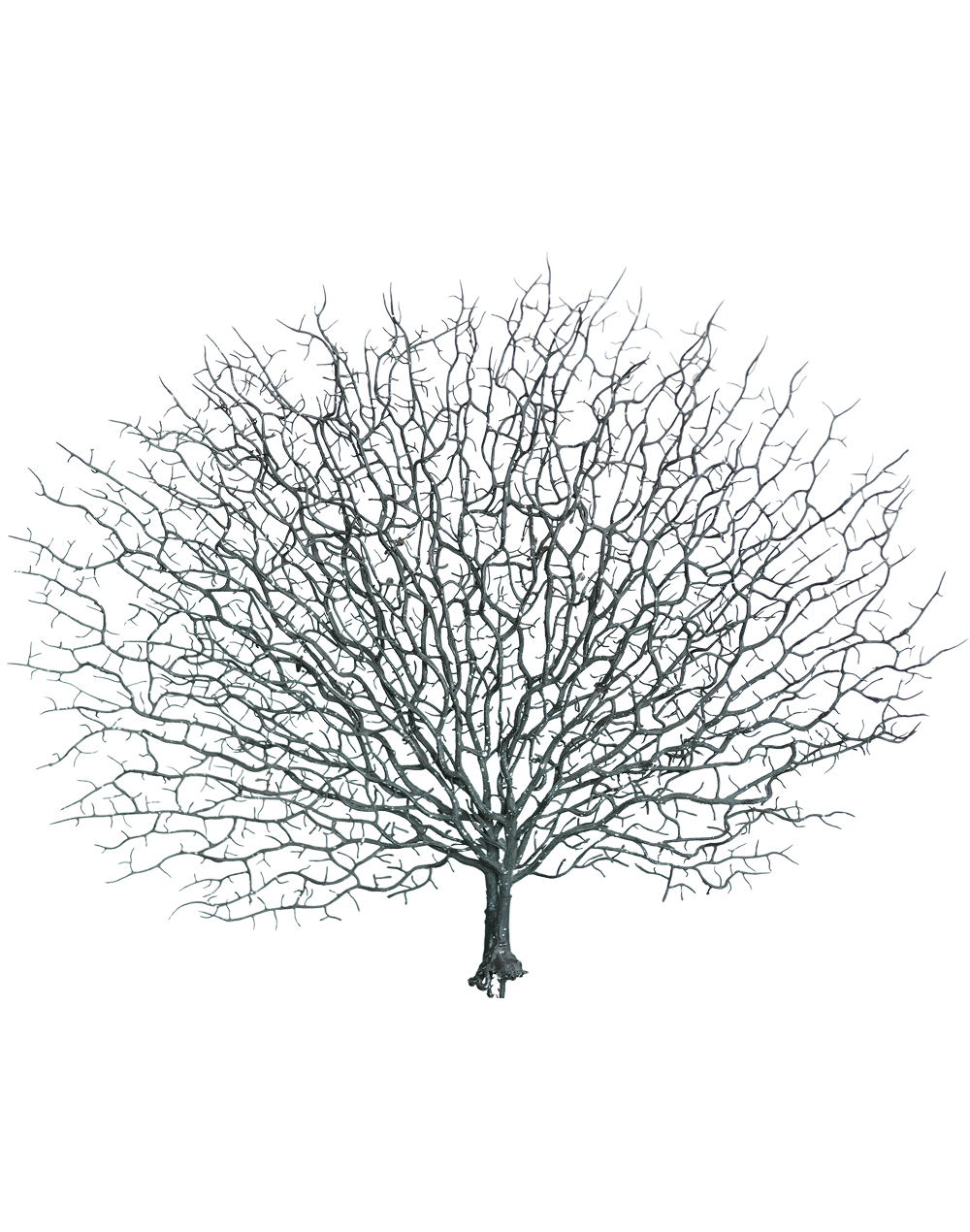 Coral Branch | Available in 3 Colors