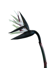 Bird of Paradise (Blush) Stielitzia- 48" Pink
