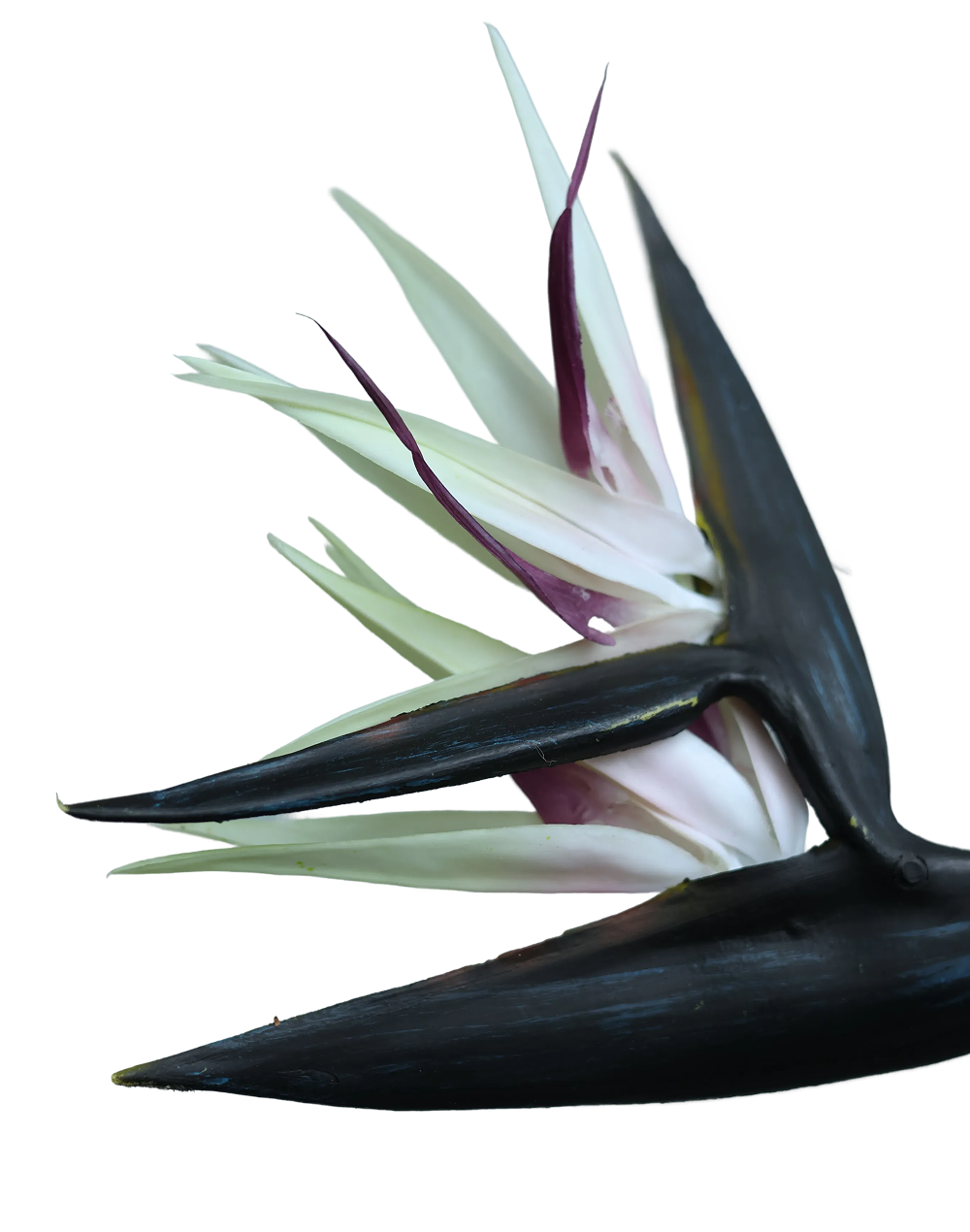 Bird of Paradise (Blush) Stielitzia- 48" Pink