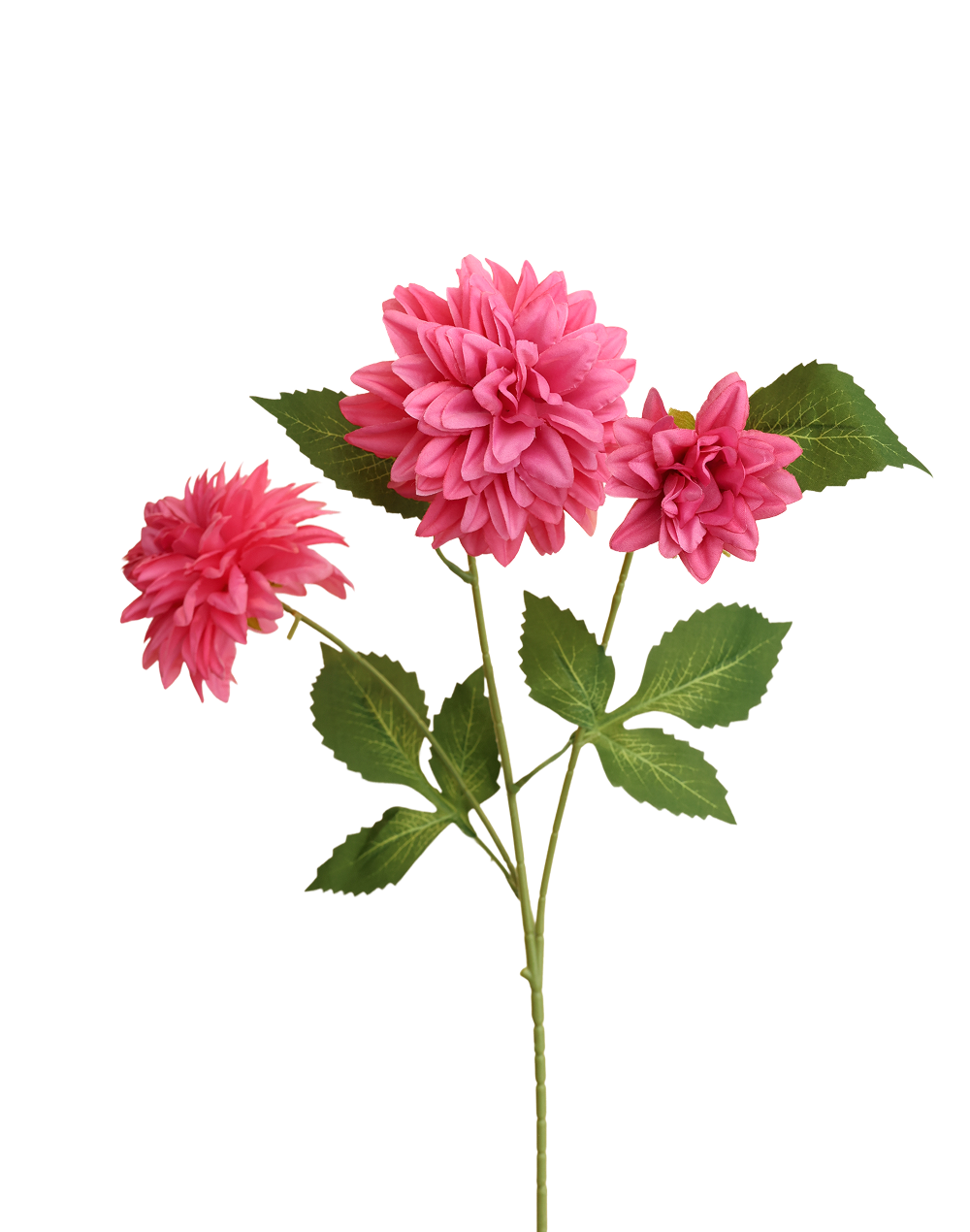 Cactus Dahlia | Available in 3 Colors