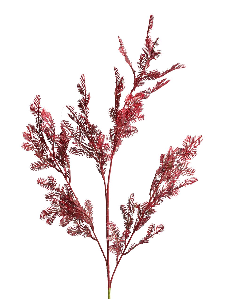 Burgandy Cedar Spray