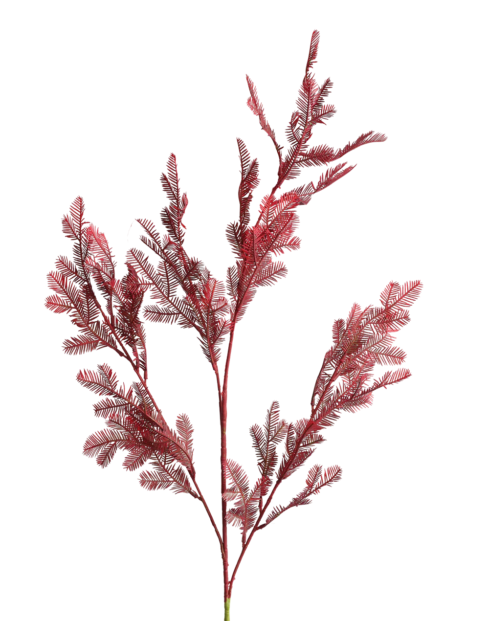 Burgandy Cedar Spray