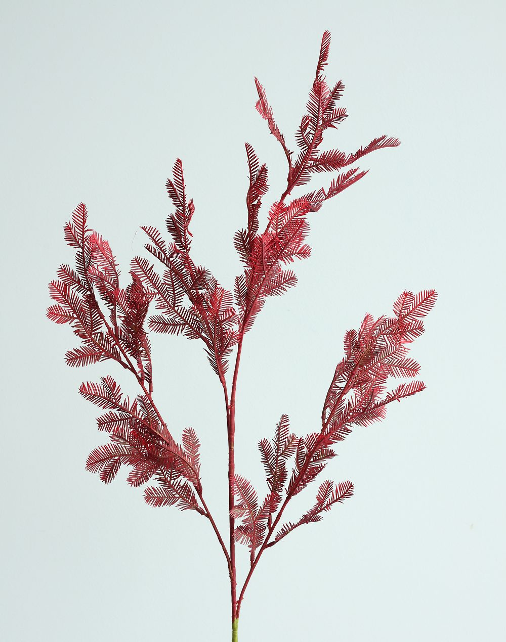 Burgandy Cedar Spray