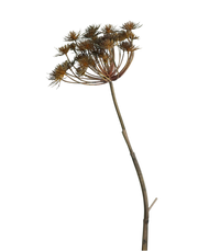 Alliums