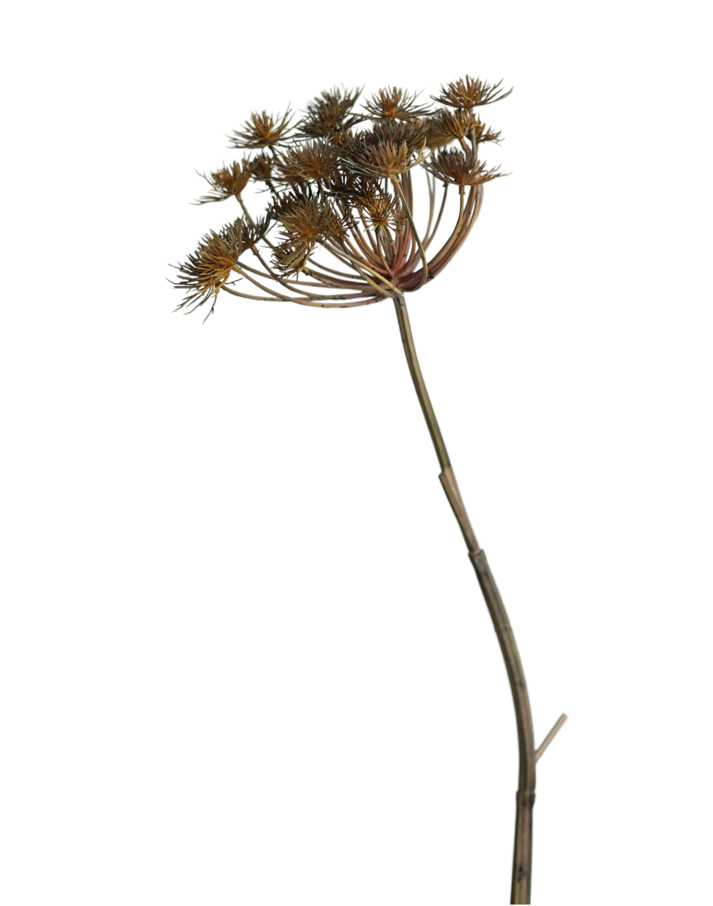 Alliums