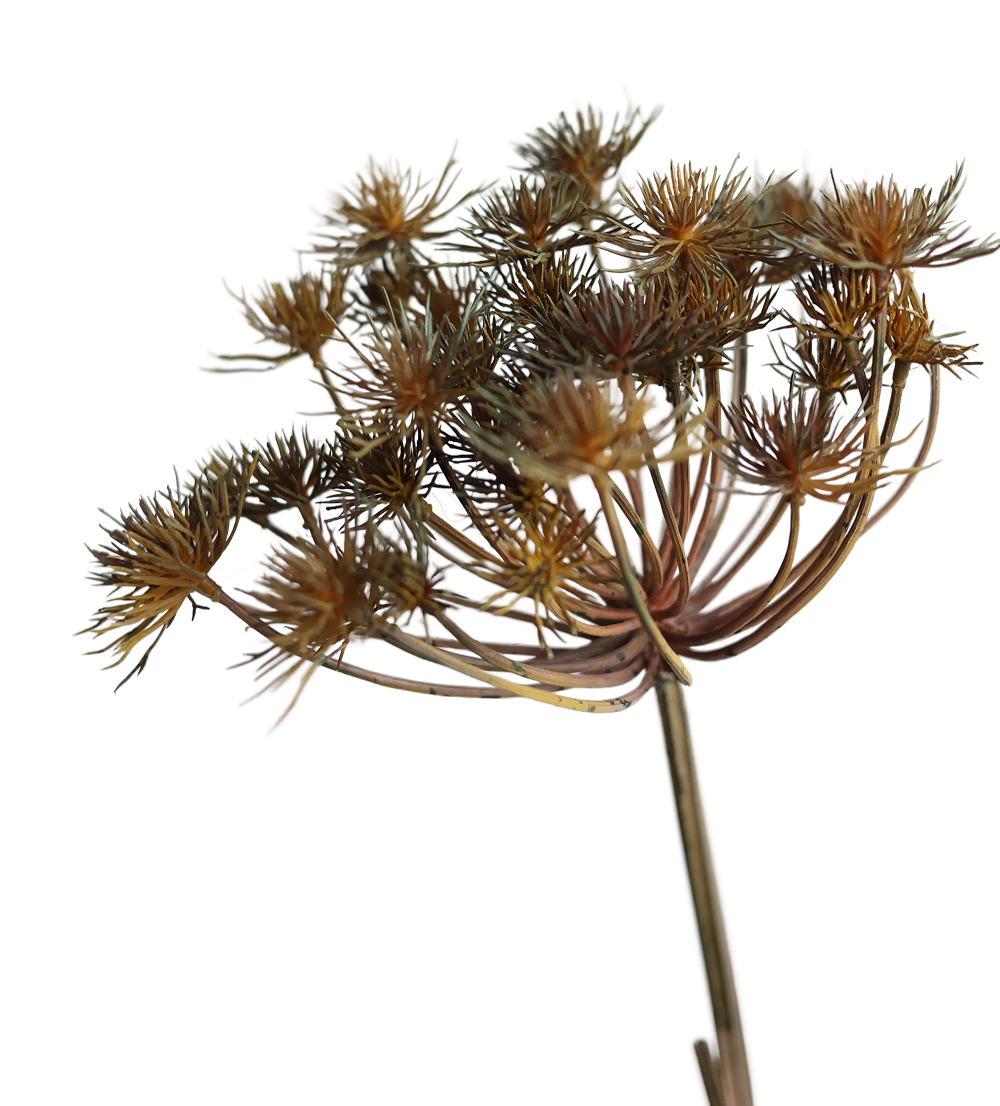Alliums