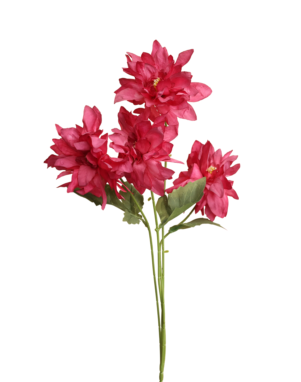 Pink Dahlia