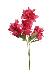 Pink Dahlia