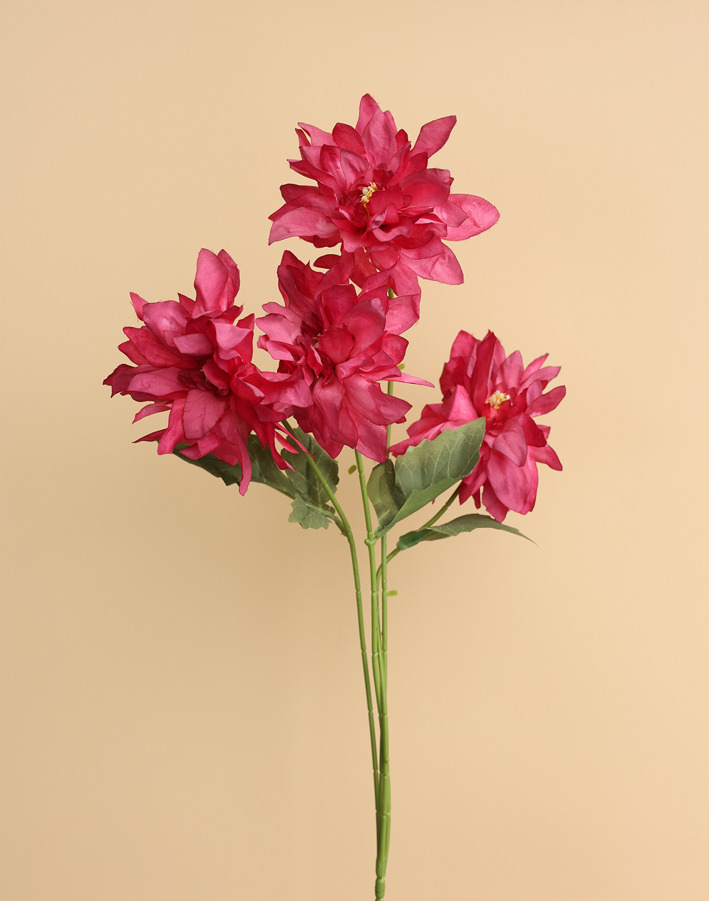 Pink Dahlia