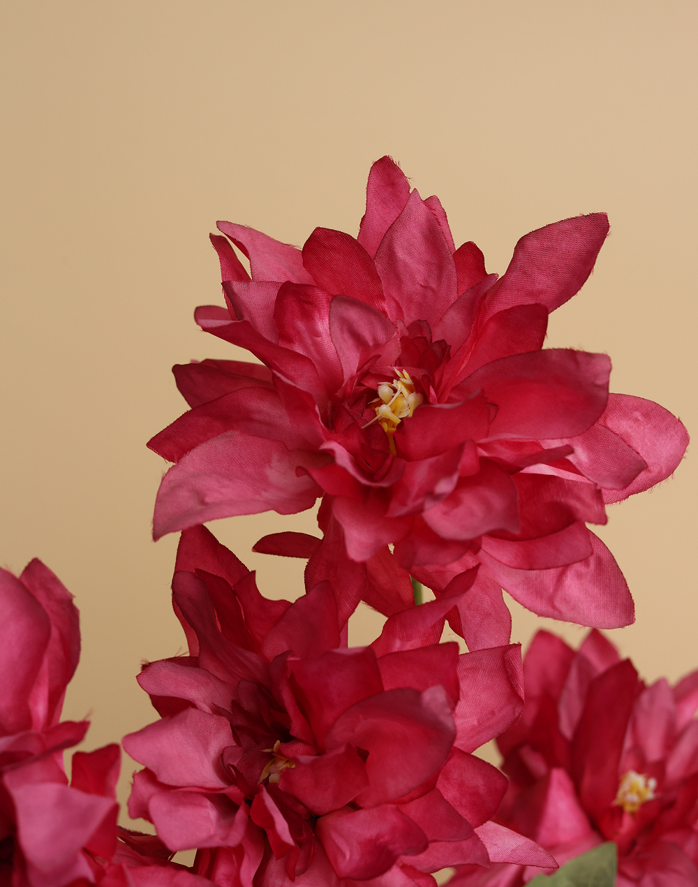 Pink Dahlia