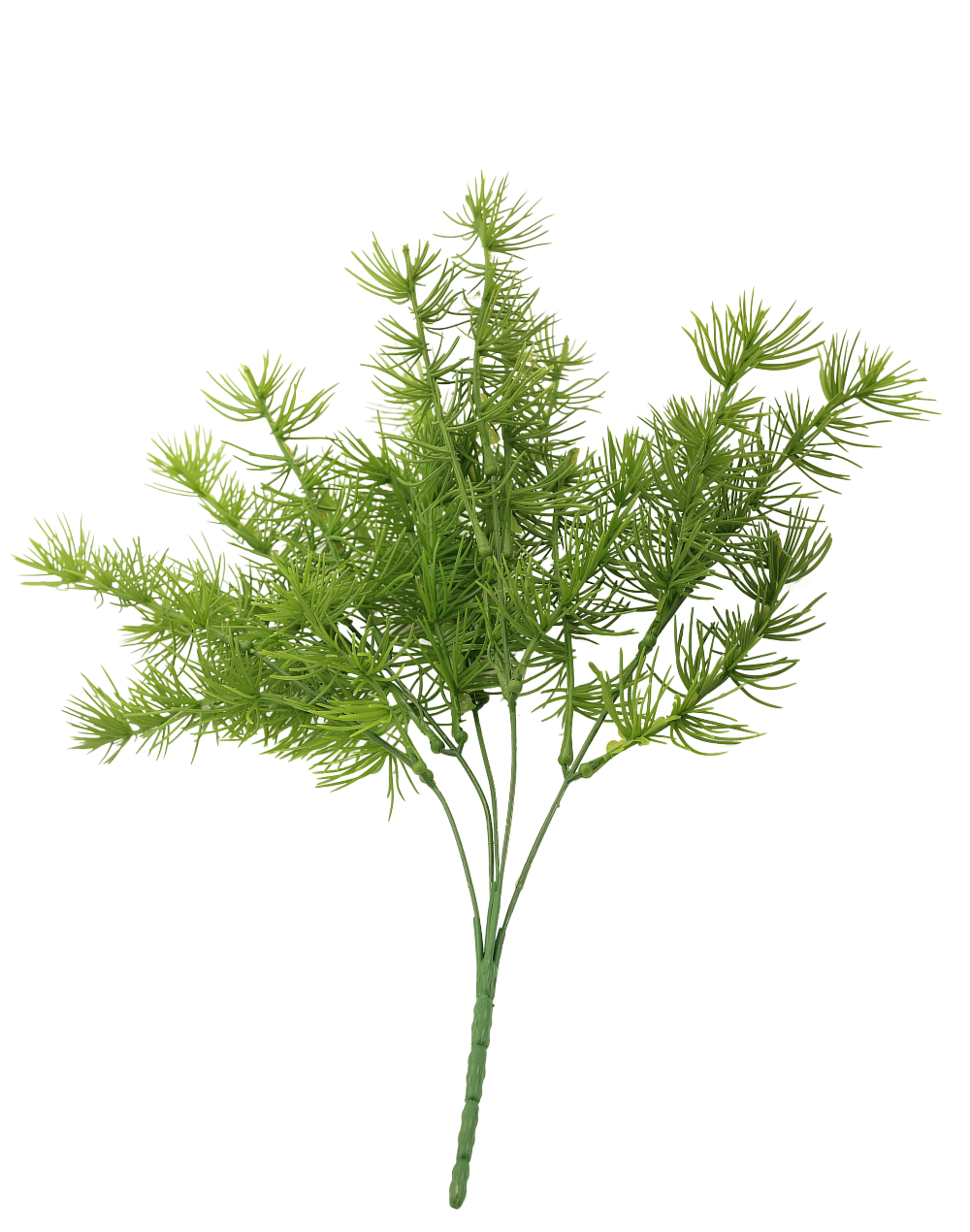 Asparagus Fern Bush