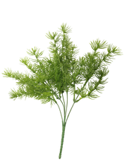 Asparagus Fern Bush