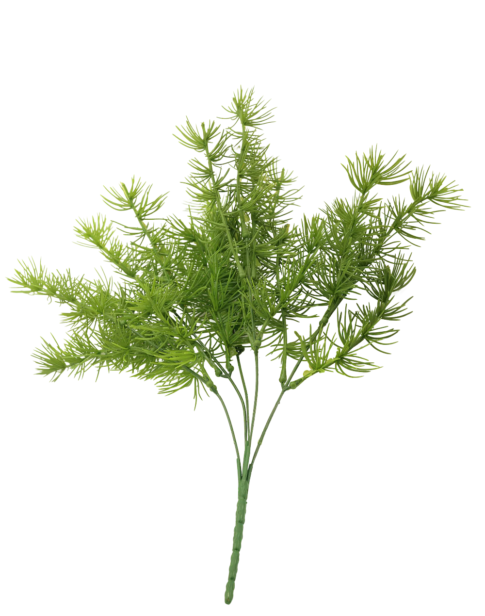 Asparagus Fern Bush