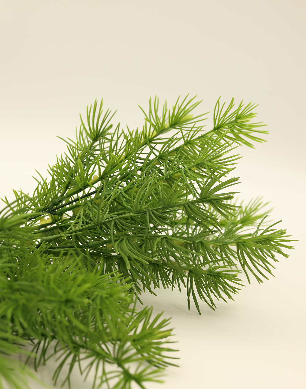Asparagus Fern Bush