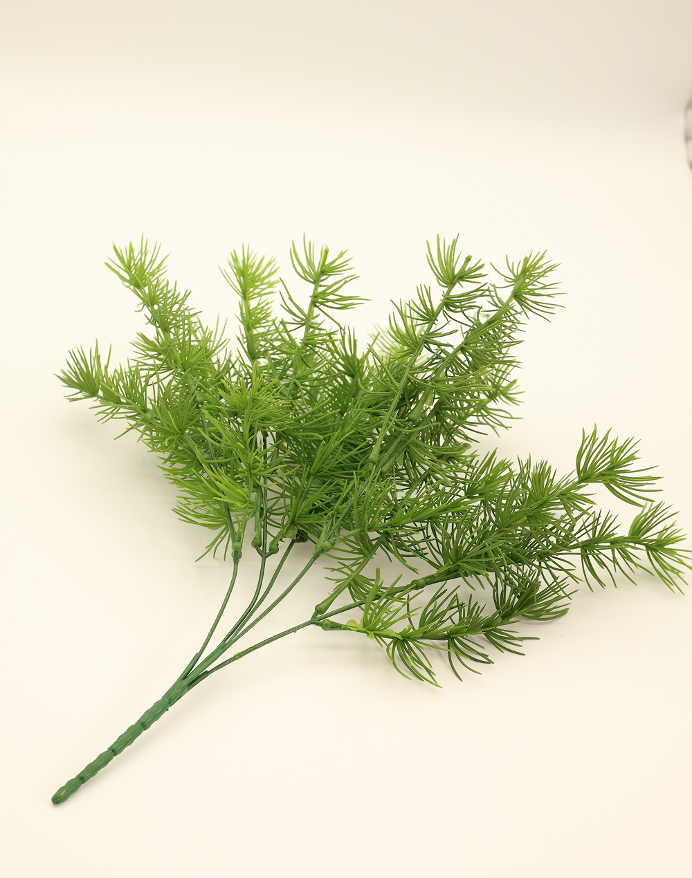 Asparagus Fern Bush