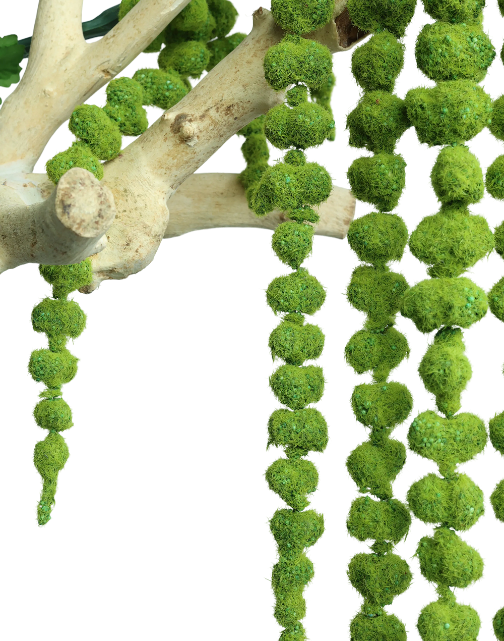 Amaranthus Dried