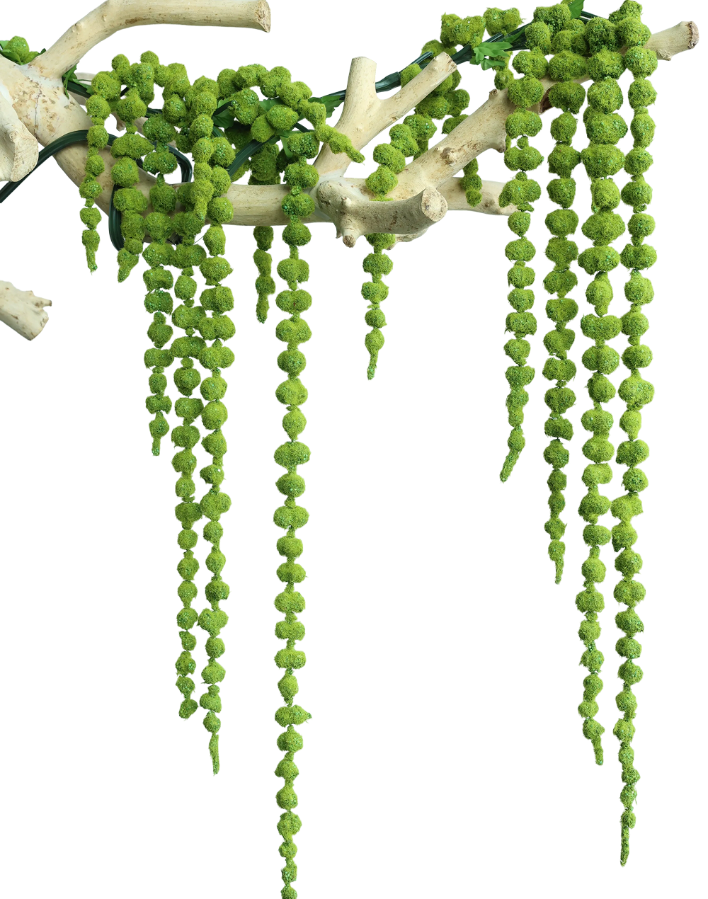Amaranthus Dried