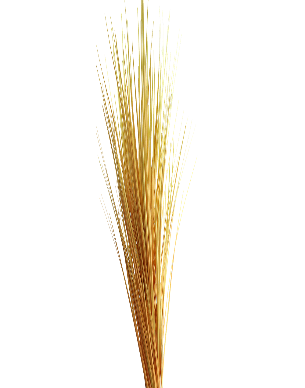 Foxtail Grass Spray | Available in 3 Colors