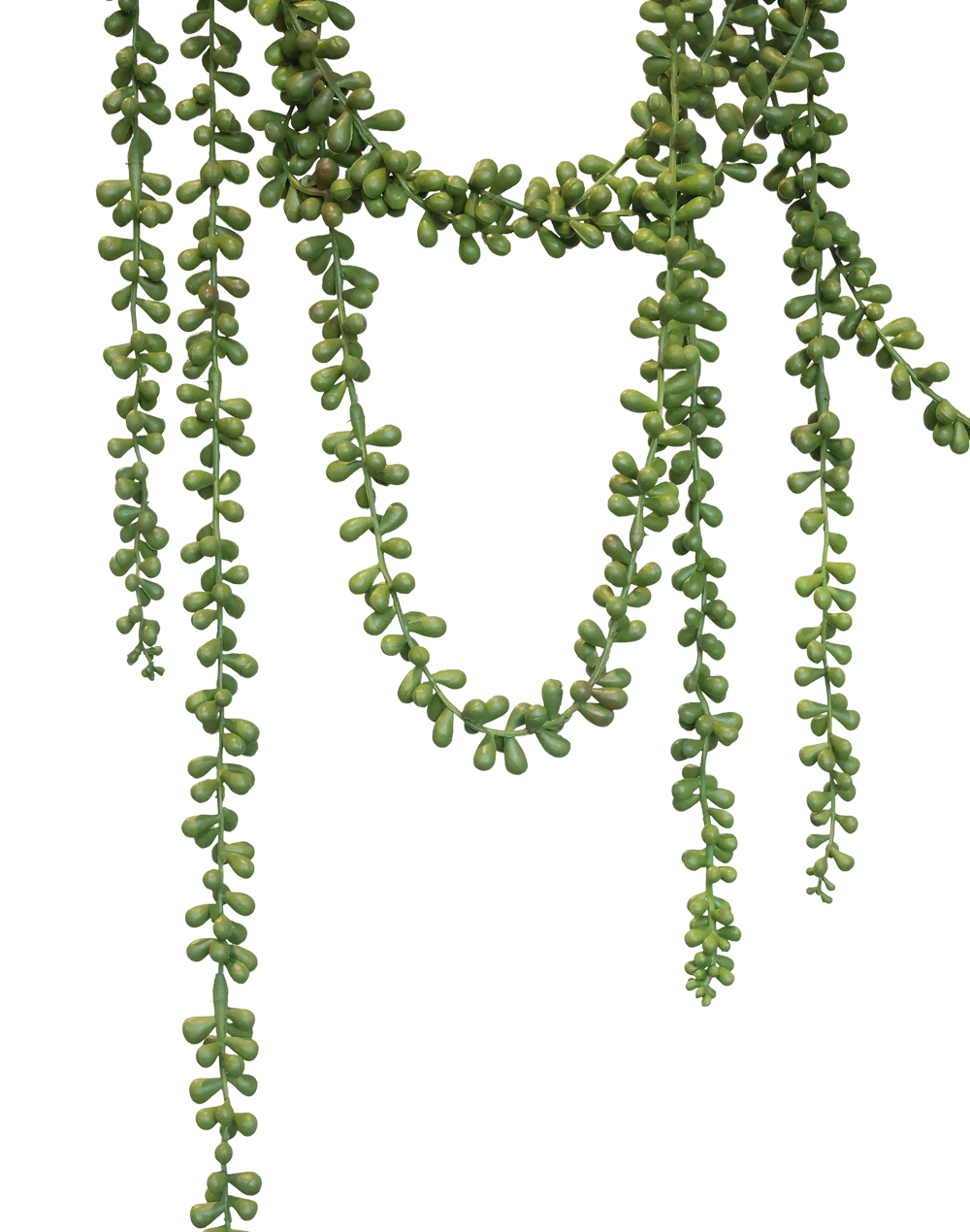 Trailing Sedum Vine Long