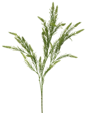 Emerald Green  Rice