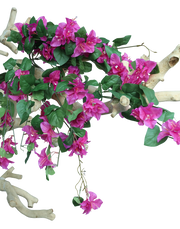 Hot Pink Bouganvilea Bunch-33"