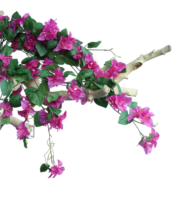 Hot Pink Bouganvilea Bunch-33"