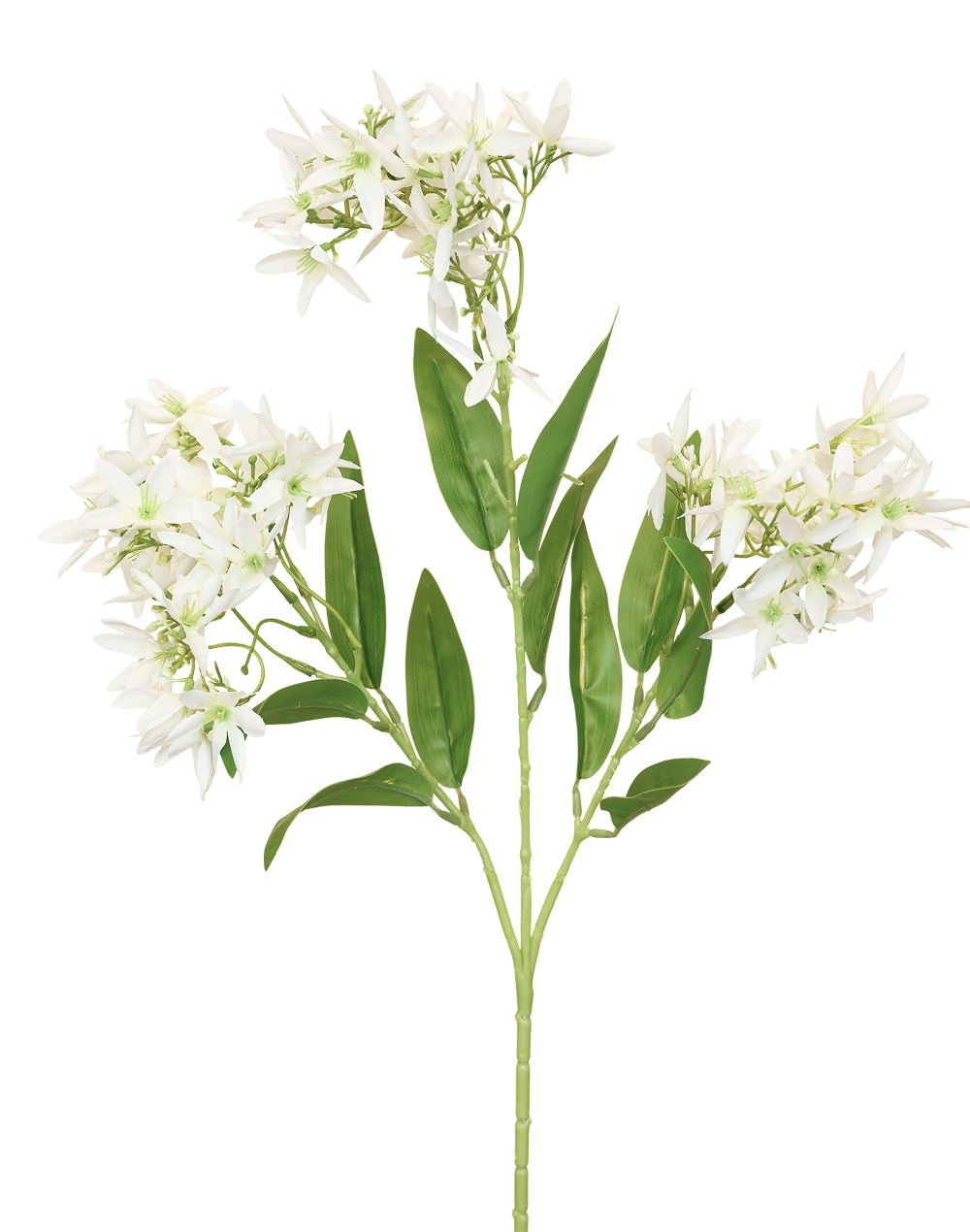 Star-Jasmine | Available in 3 Colors