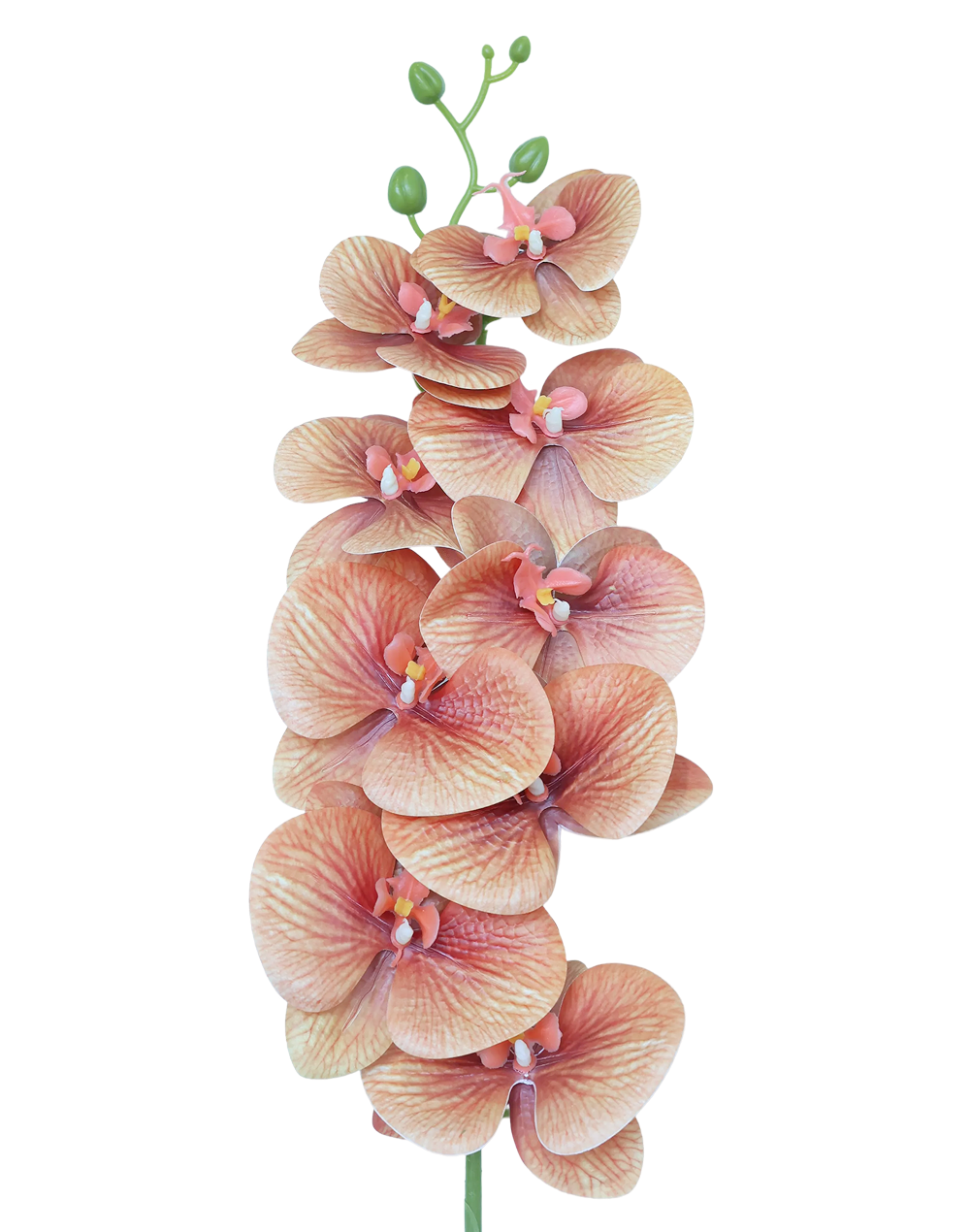3D Orchid Stem | Available in 31 Colors
