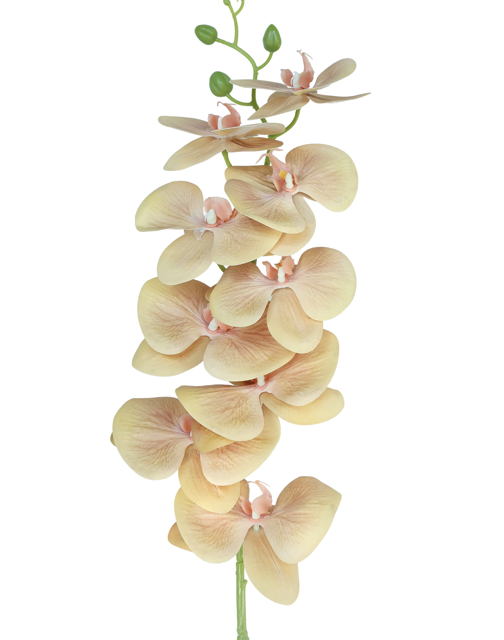 3D Orchid Stem | Available in 31 Colors
