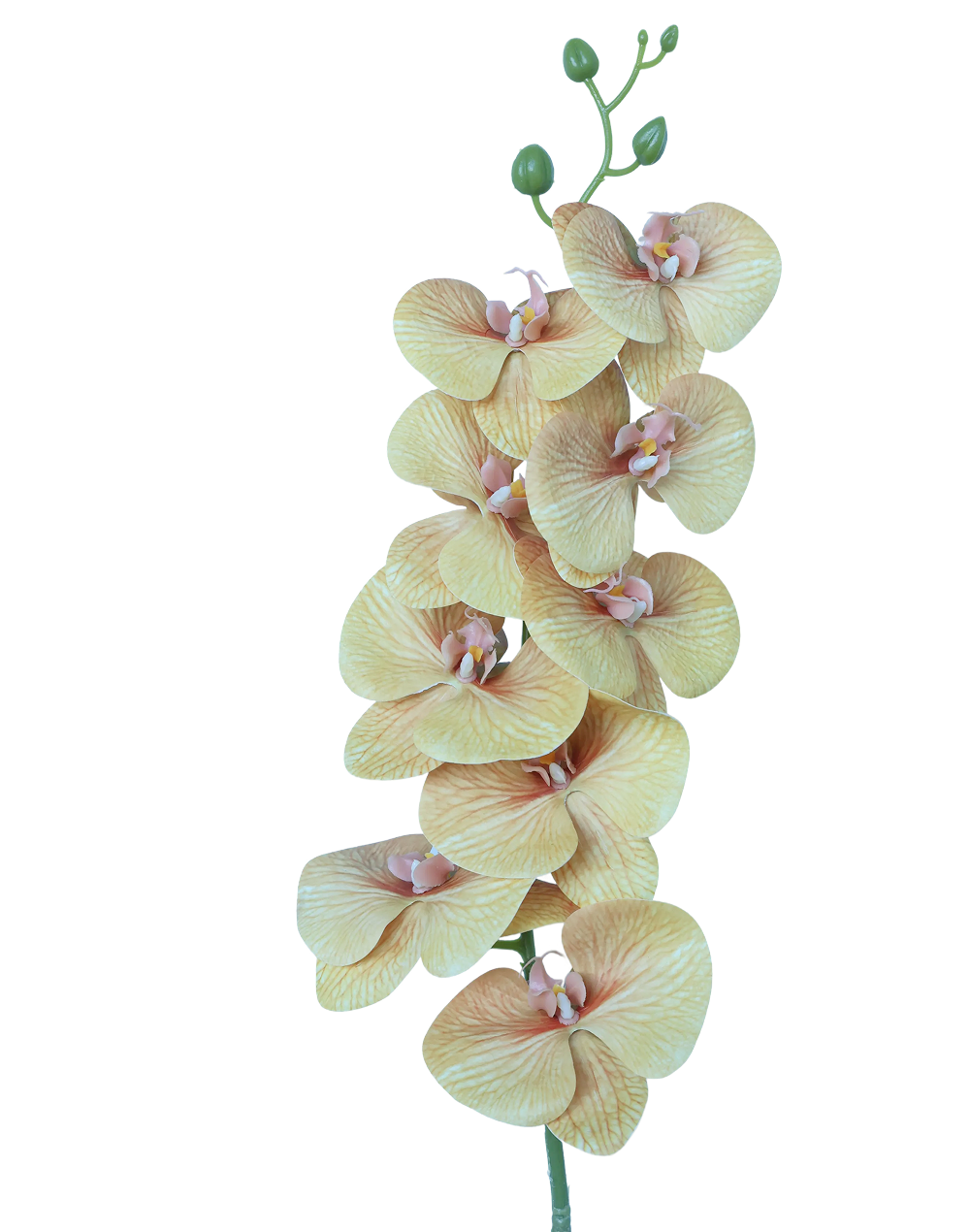 3D Orchid Stem | Available in 31 Colors