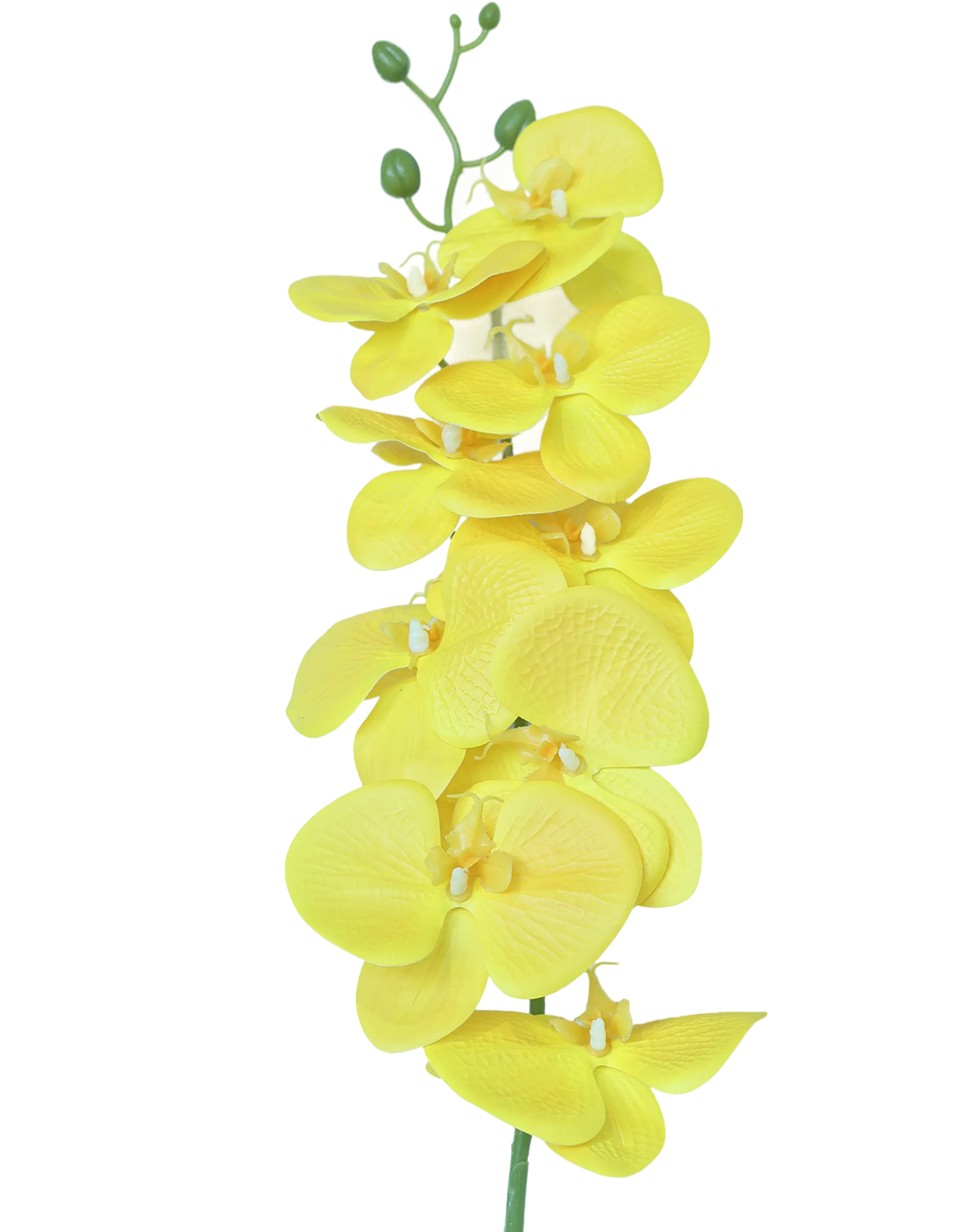 3D Orchid Stem | Available in 31 Colors