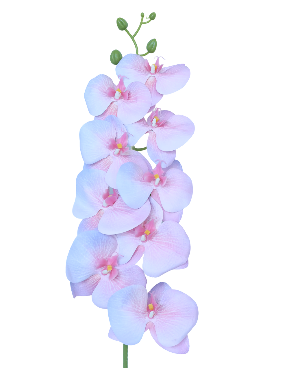 3D Orchid Stem | Available in 31 Colors