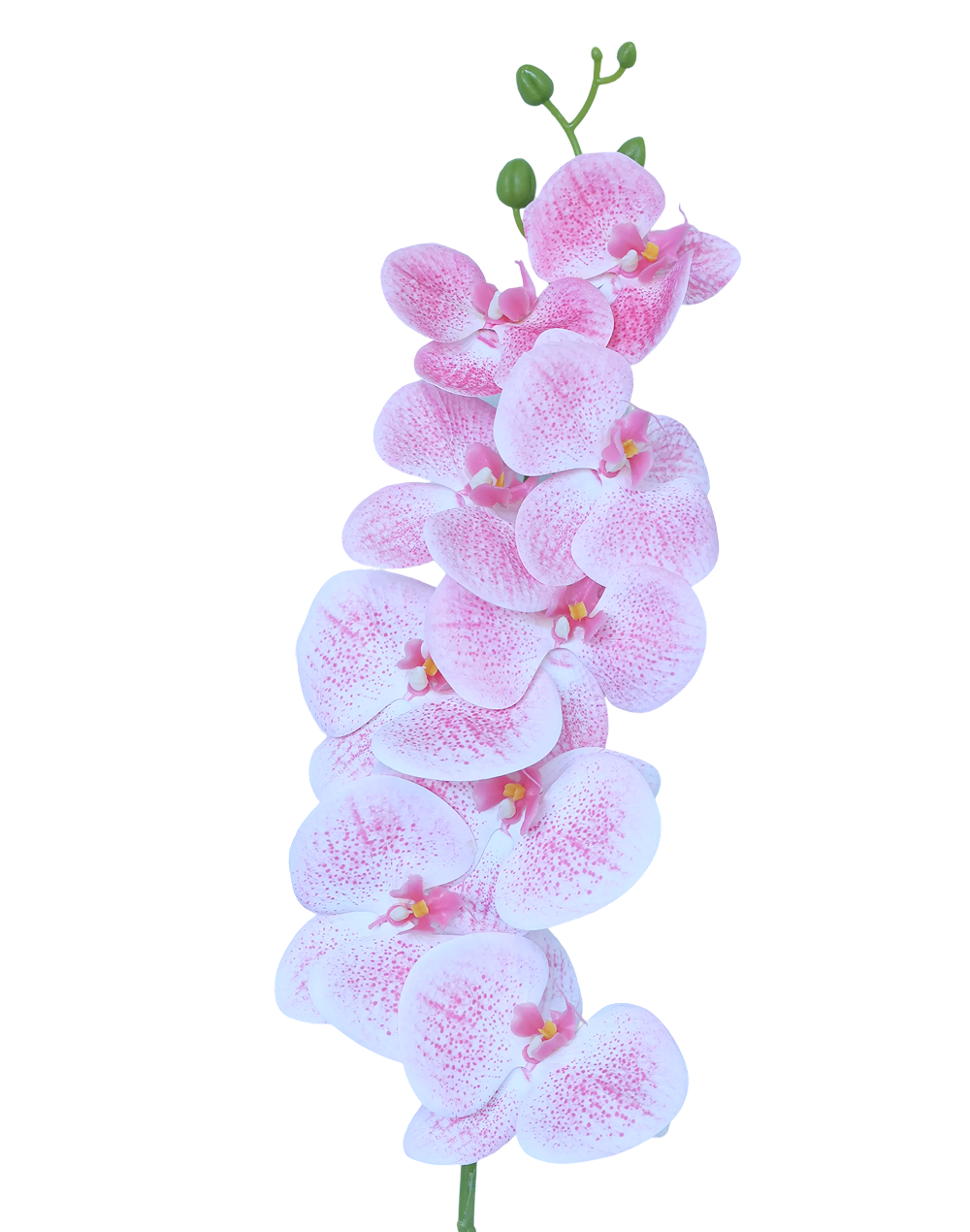 3D Orchid Stem | Available in 31 Colors