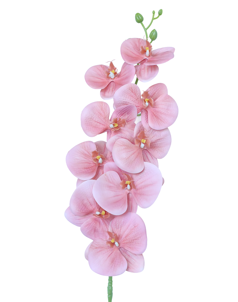 3D Orchid Stem | Available in 31 Colors