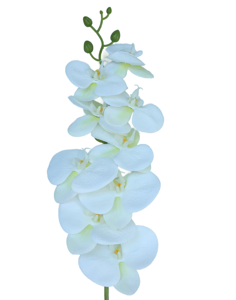 3D Orchid Stem | Available in 31 Colors
