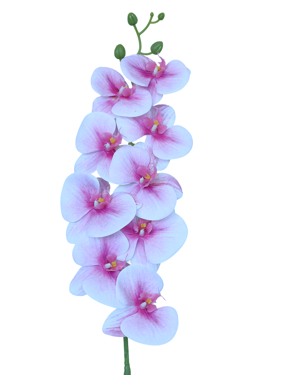 3D Orchid Stem | Available in 31 Colors