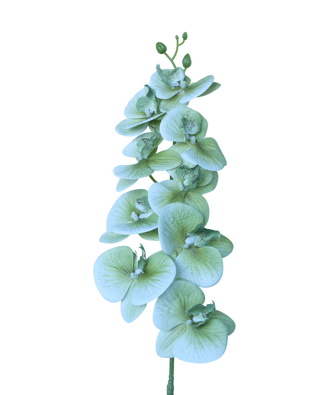 3D Orchid Stem | Available in 31 Colors