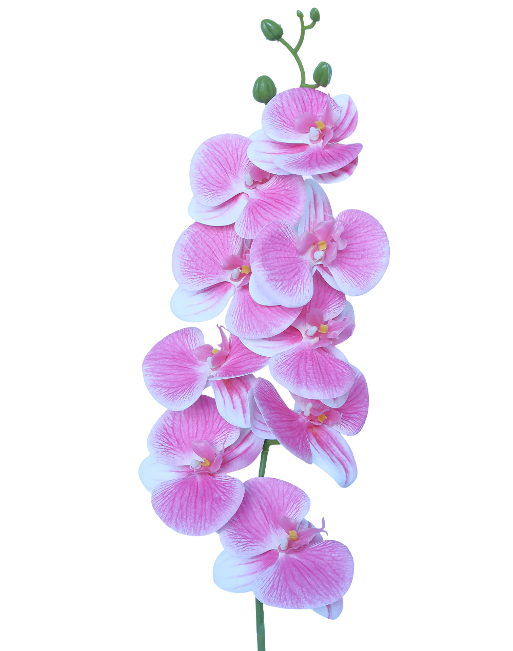 3D Orchid Stem | Available in 31 Colors