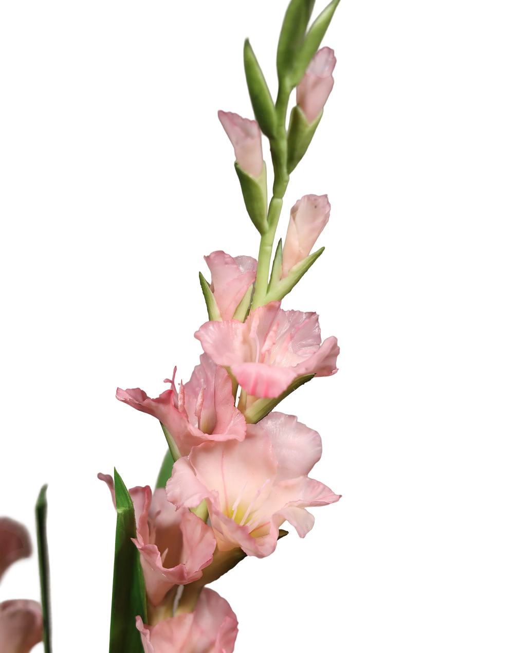 Gladiolus Pink